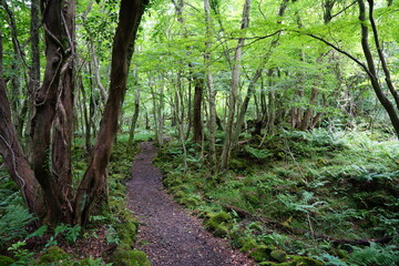 a fascinating summer forest with a path