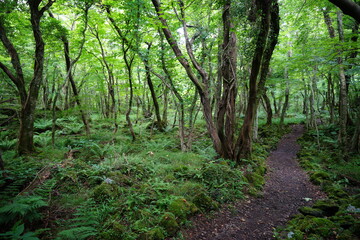 a fascinating summer forest with a path