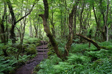 a fascinating summer forest with a path