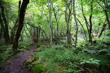 a fascinating summer forest with a path