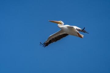 Fototapeta na wymiar Pelican Flying Against Blue Sky