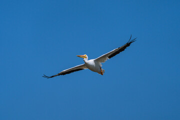 Pelican Flying Against Blue Sky