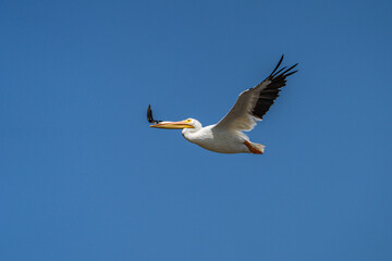 Pelican Flying Against Blue Sky