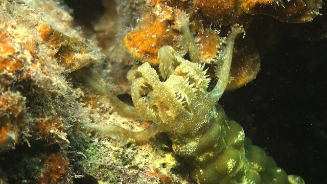 Sea cucumber feeding on coral close, close up shot of arms feeding