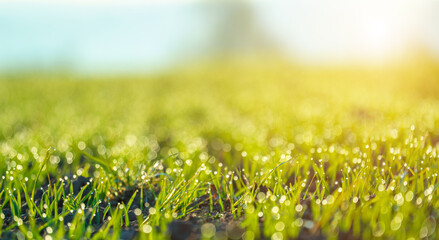 Field with sprouts of oats in the early morning