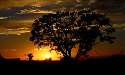 sunset beside a tree