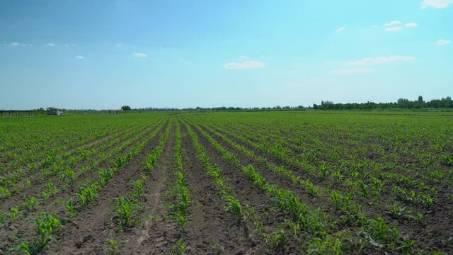 Agricultural fields just sown. Growing organic products. Industrialization of the agro-industry