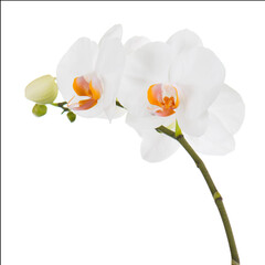 Orchids isolated on white background.