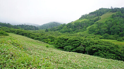 Green summer landscape. Shikotan Island in the Far East. The Kuril Islands. Blooming meadows.