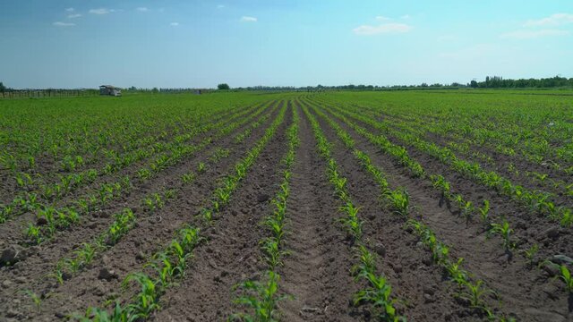 Agricultural fields just sown. Growing organic products. Industrialization of the agro-industry