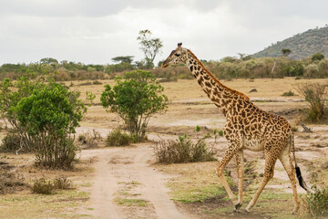 Walking Masai Giraffe in the Masai Mara National Reserve in Africa