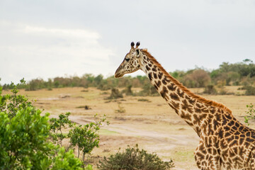Masai giraffe in the Masai Mara National Reserve in Africa