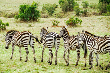 Fototapeta na wymiar Back view of zebras in the Masai Mara National Reserve in Africa