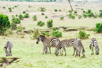 Fototapeta premium Herd of zebra eating grass in the Masai Mara National Reserve in Africa