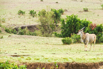 Obraz na płótnie Canvas Eland male in the Masai Mara National Reserve in Africa