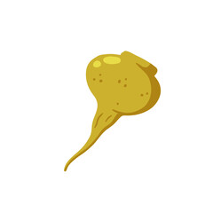 Maca or Peruvian ginseng. Yellow vegetable. Turnip root. Flat cartoon of Harvesting.