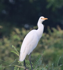 a heron sitting on a tree branch 