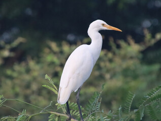 a heron sitting on a tree branch 