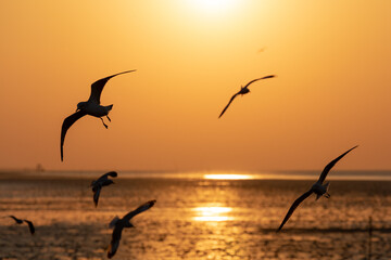 Freedom scene of flying seagulls with orange sunrise sky.