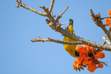 Forest weaver perched in a tree