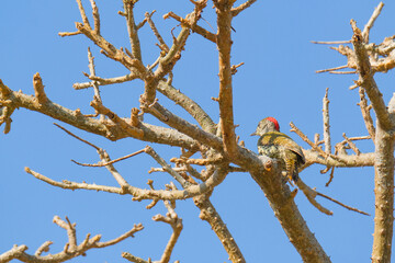 Green backed woodpecker perched in a tree