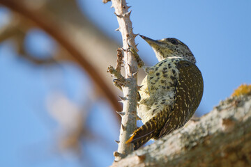 Green backed woodpecker perched in a tree