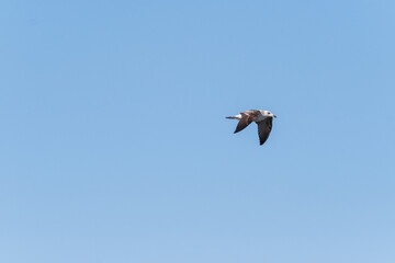 Seagull flying over the ocean in South Africa
