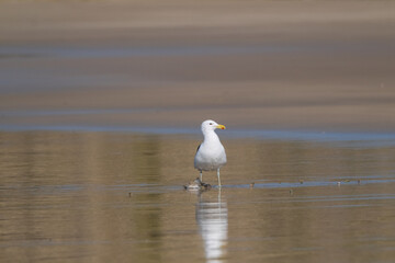 Seagull walking along the sandy shores of South Africa