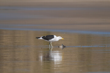 Seagull walking along the sandy shores of South Africa