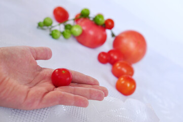 Small tomato in a hand of child, and a branch of tomatoes on background