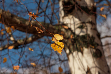 yellow autumn leaves