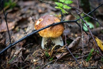 Mushroom in a forest clearing in autumn