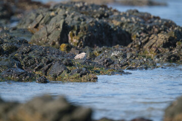 White fronted plover on the shores of South Africa