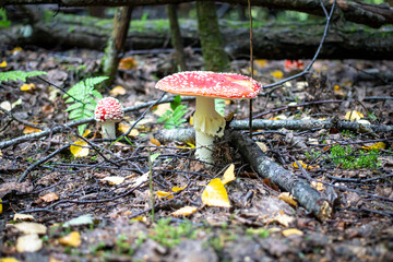 Mushroom in a forest clearing in autumn