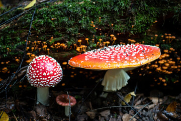 Mushroom in a forest clearing in autumn