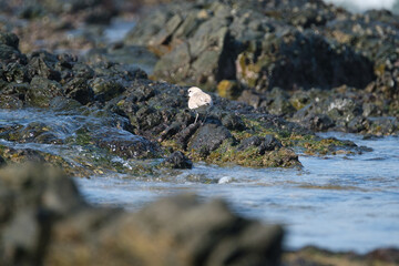 White fronted plover on the shores of South Africa