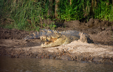 Nile Crocodile