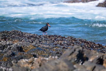 Oyster catcher on the beach, by the sea shores