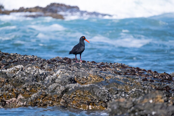 Oyster catcher on the beach, by the sea shores