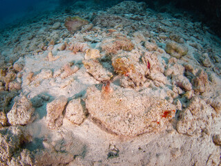 Synaptid sea cucumber in a rubble area undersea (Grand Cayman, Cayman Islands)