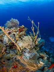 Fototapeta na wymiar Branching fire corals and Sea plumes (Grand Cayman, Cayman Islands)
