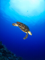 Hawksbill turtle swimming in a coral reef (Grand Cayman, Cayman Islands)