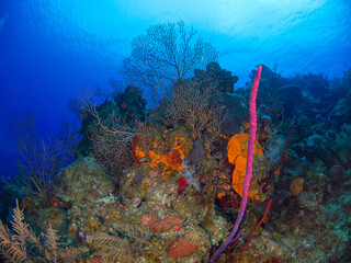 Deepwater seafan in a coral reef (Grand Cayman, Cayman Islands)
