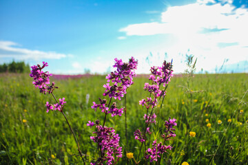 lavender field in region
