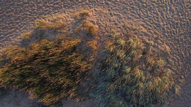 a bird's eye view from above taken from a copter on a sandy beach with an island of tall grass that sways in the wind. panoramic shooting of the Baltic nature