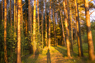 Fototapeta premium autumn in the forest