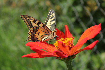 butterfly on flower