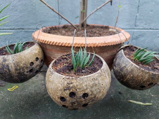 Flower pots made from coconut shells.