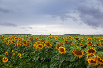 beautiful big sunflower field over cloudy blue sky