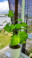 Ivory betel plant kept in a green house